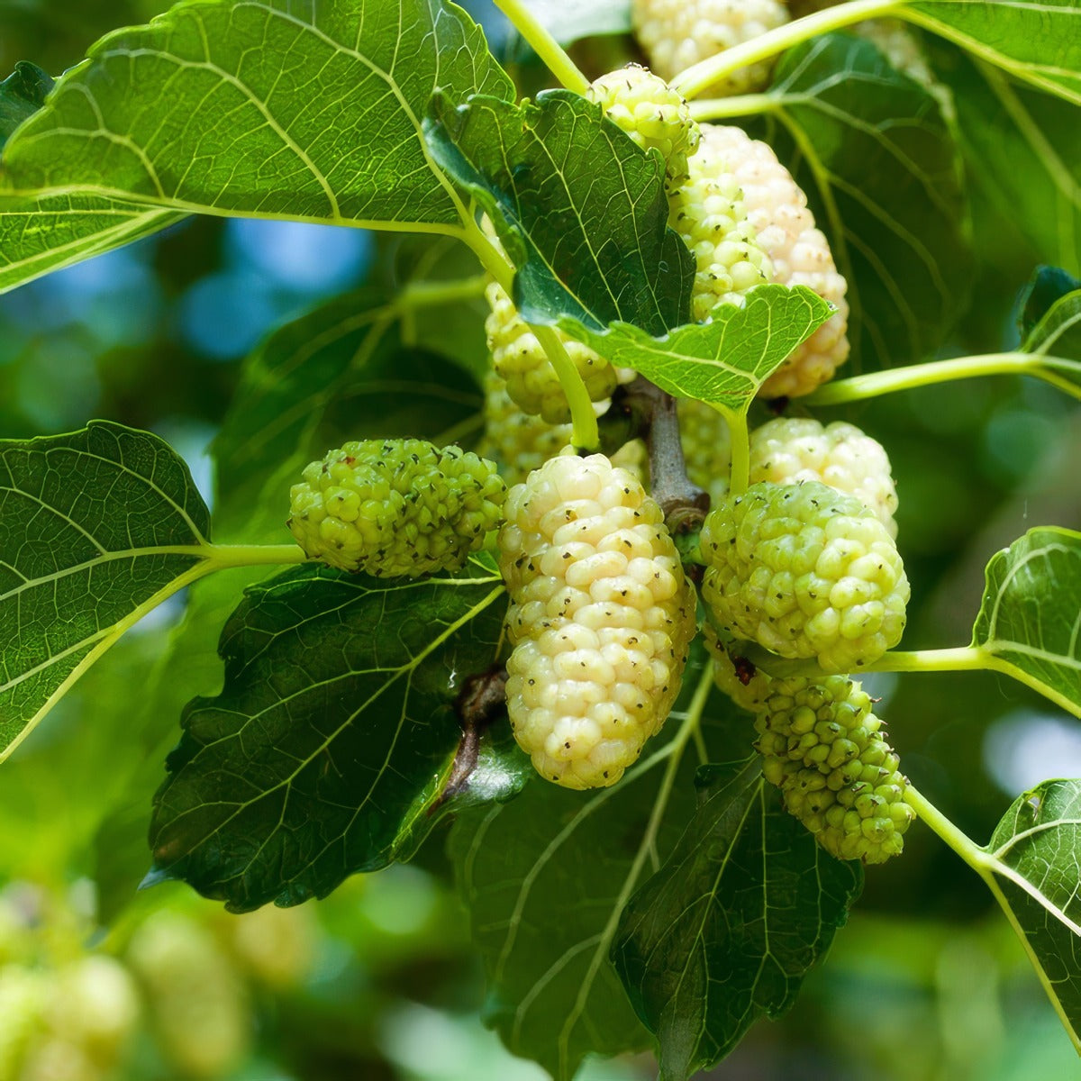 Mulberry White P20mulwhi - Garden Express Australia