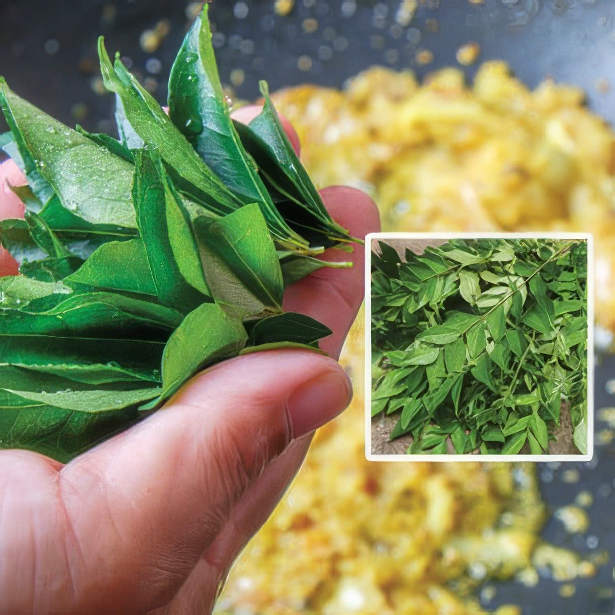 Curry Leaf Tree Pplcurtre - Garden Express Australia