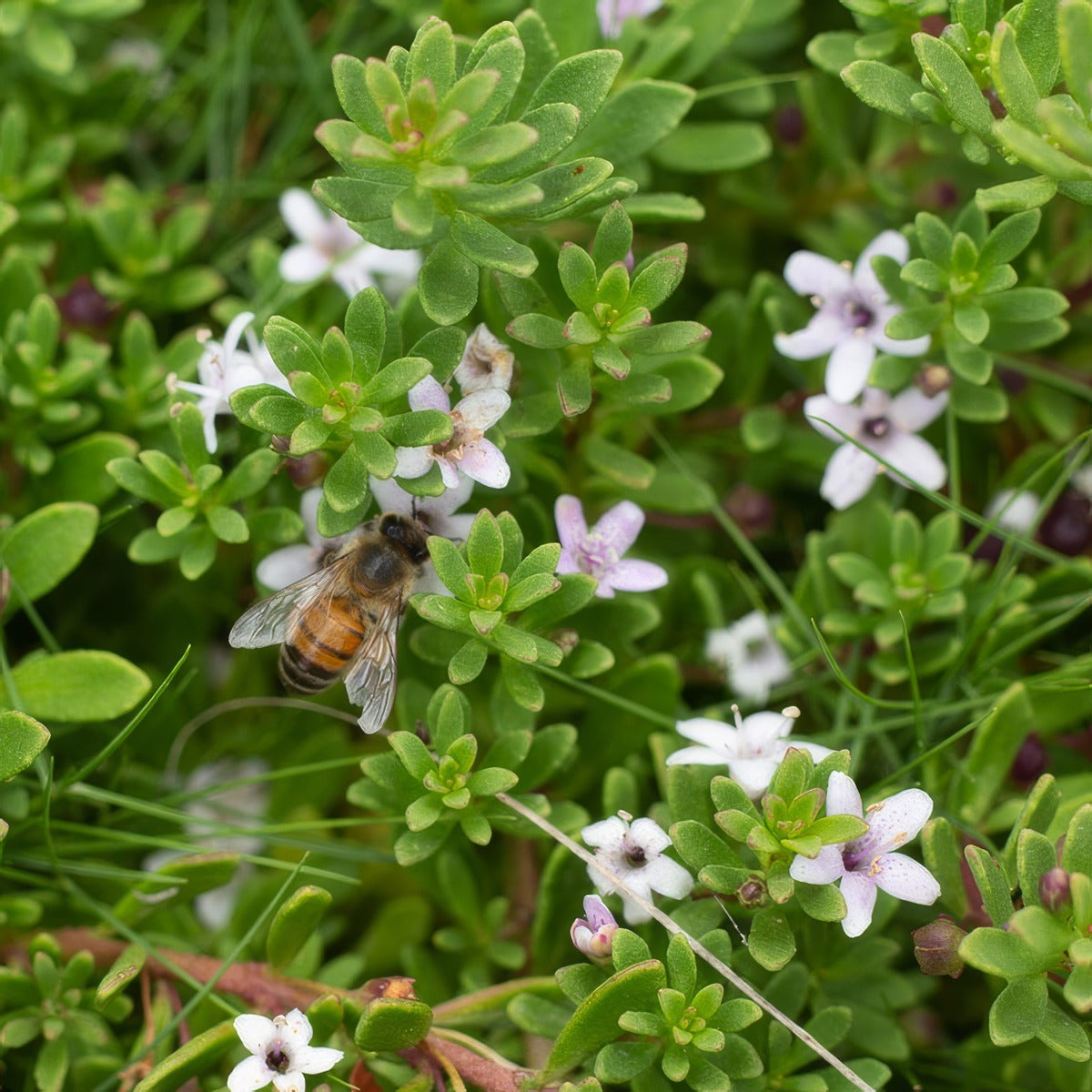 Myoporum Parvifolium Pink Lpomyoppi - Garden Express Australia