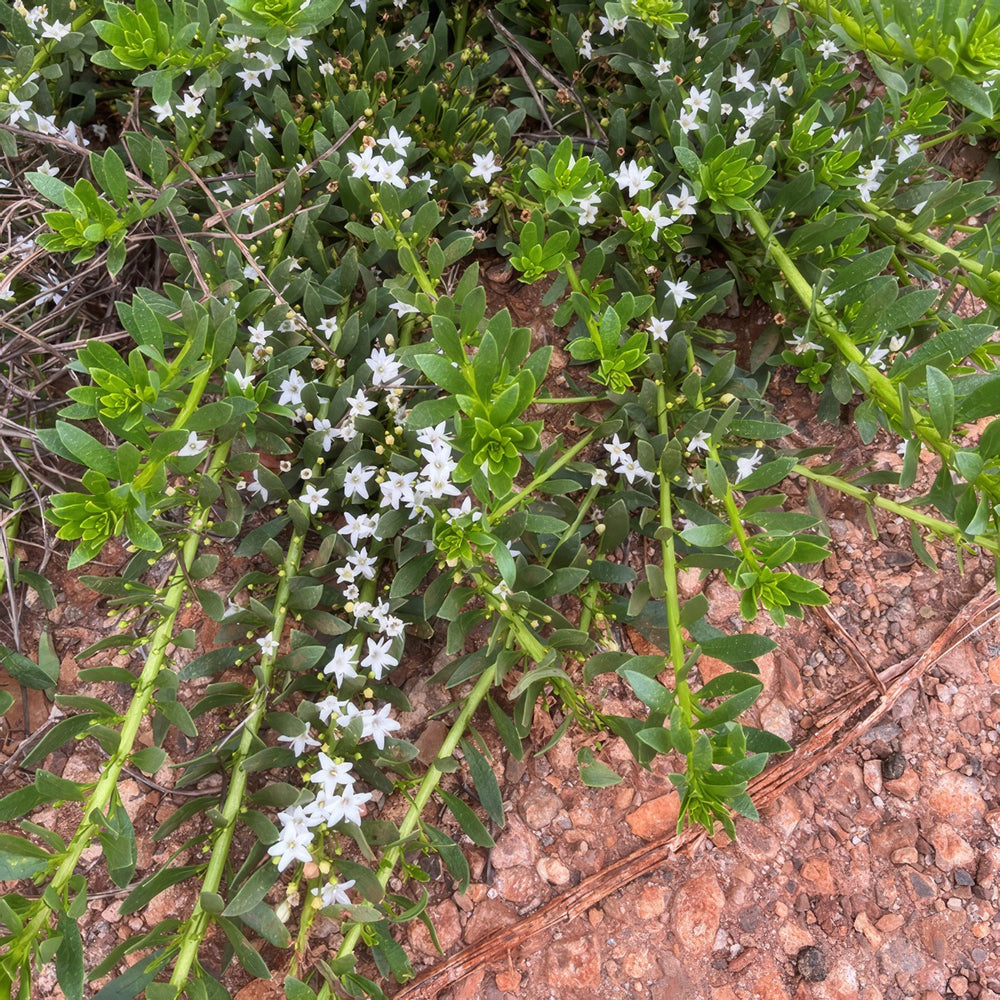 Starter Pack - Myoporum Broad Leaf Creeping Boobialla White – Garden ...