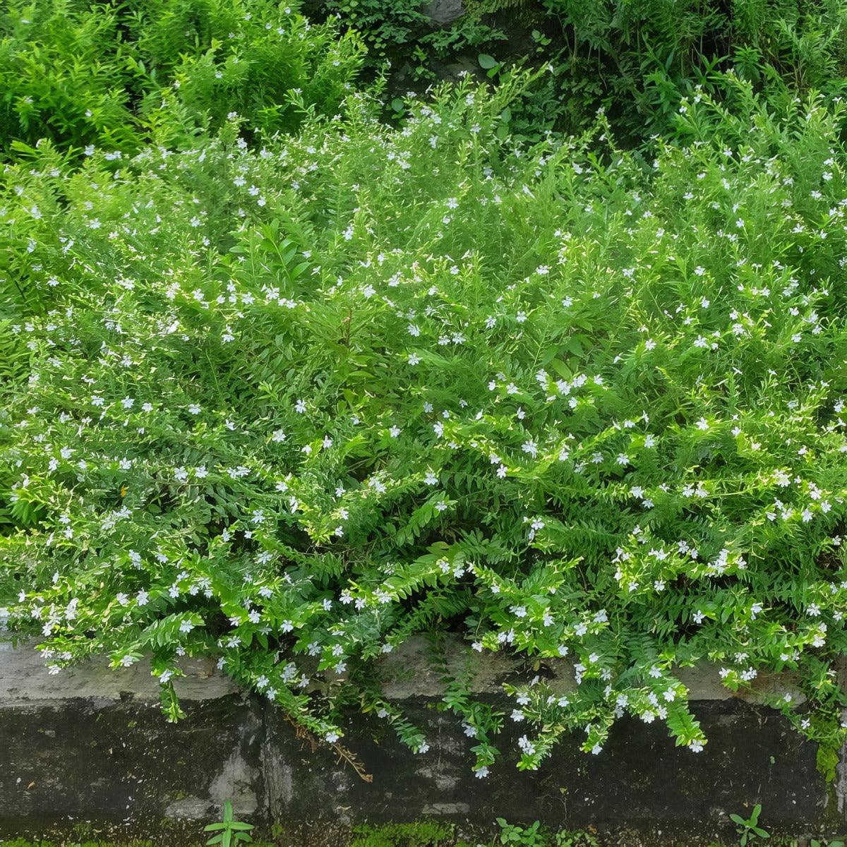 Myoporum Mallee Carpet - Garden Express Australia