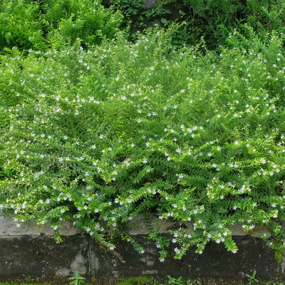 Myoporum Mallee Carpet - Garden Express Australia