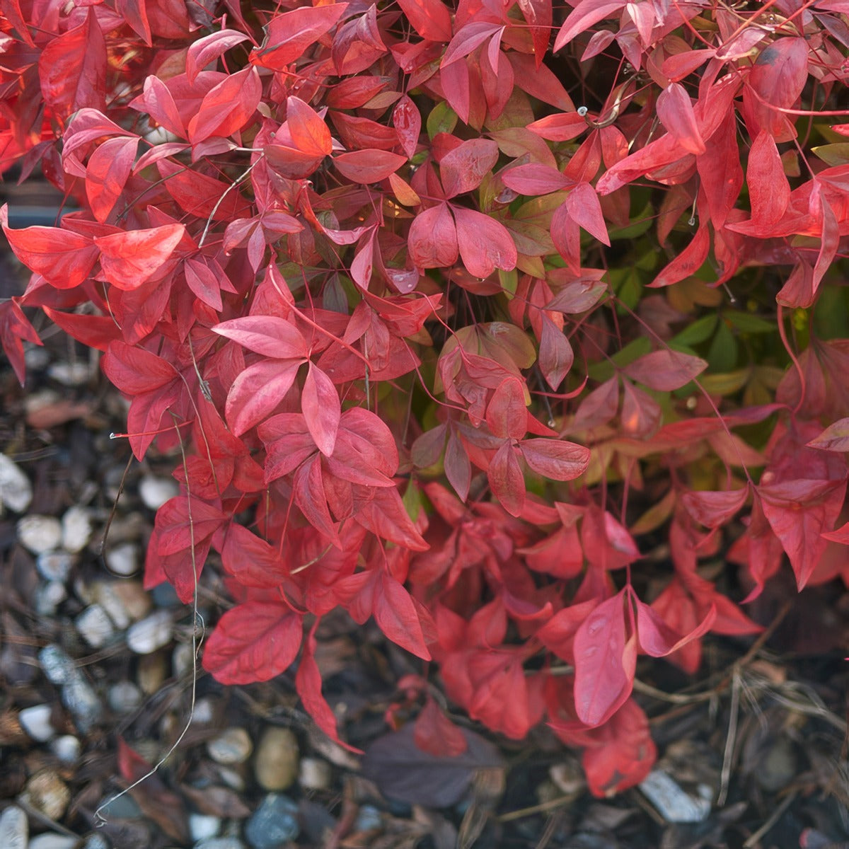 Nandina Blush - Garden Express Australia