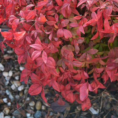 Nandina Blush - Garden Express Australia
