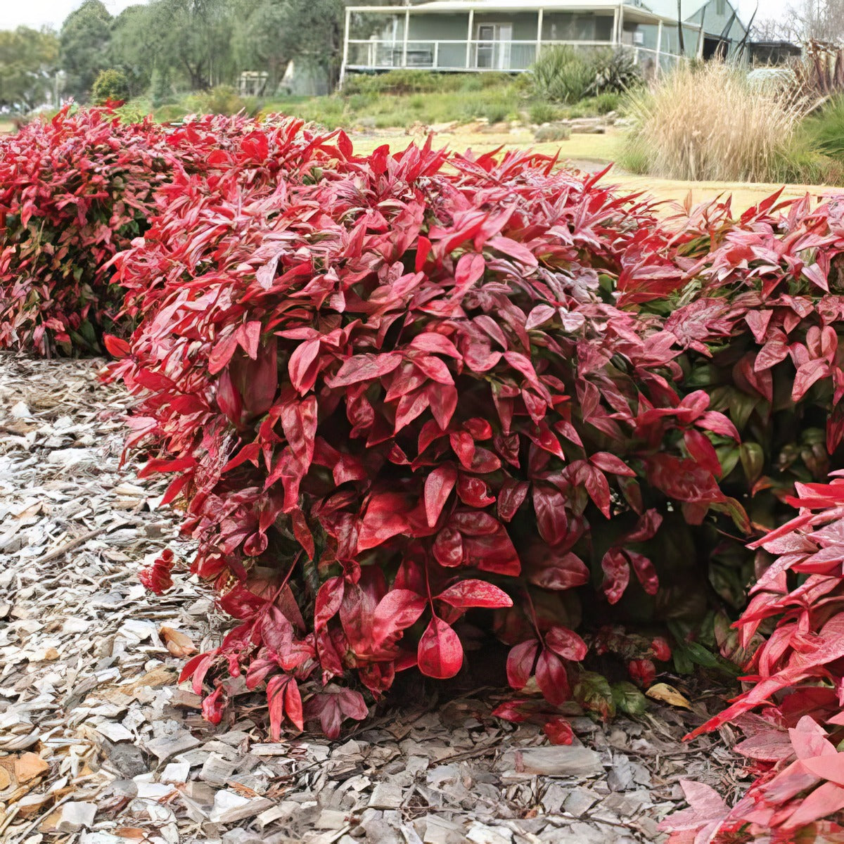 Nandina Blush Lponanblu - Garden Express Australia