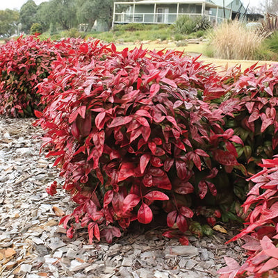 Nandina Blush Lponanblu - Garden Express Australia