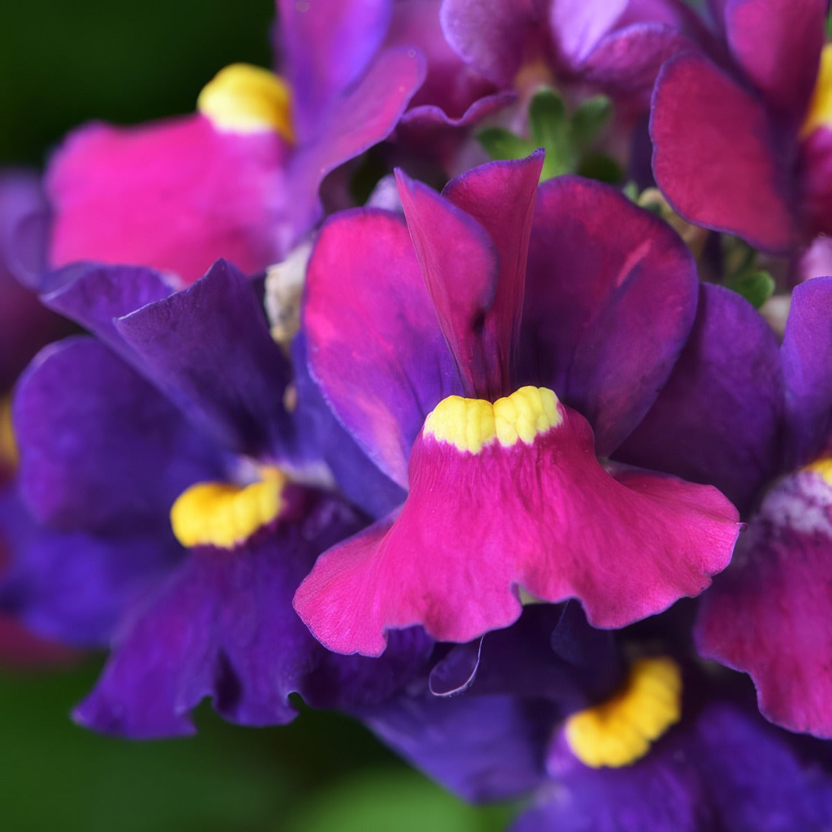 Nemesia Escential Bumbleberry Pplnembby - Garden Express Australia