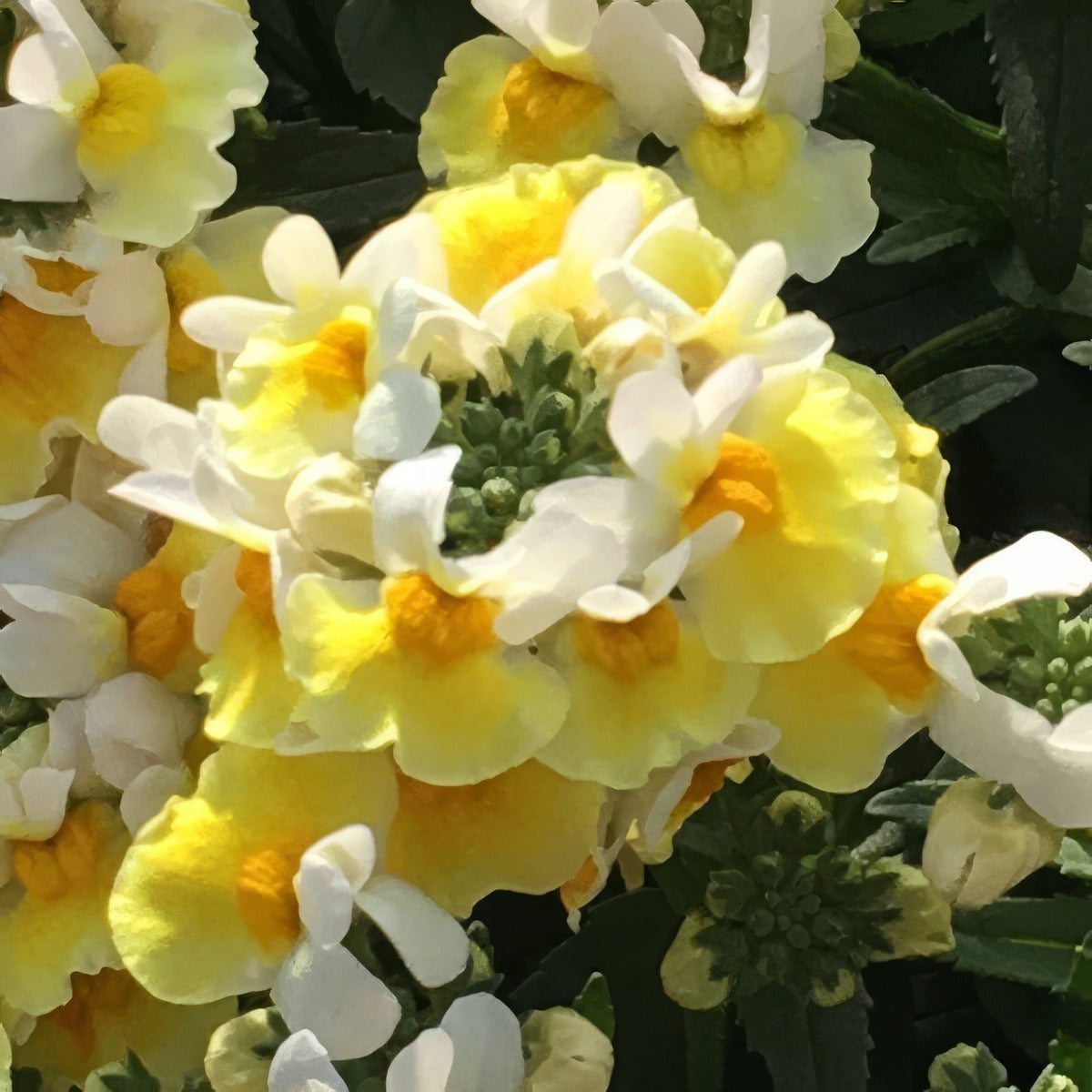 Nemesia Banana Split 001 - Garden Express Australia