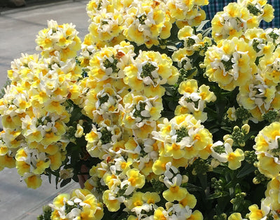 Nemesia Banana Split 002 - Garden Express Australia