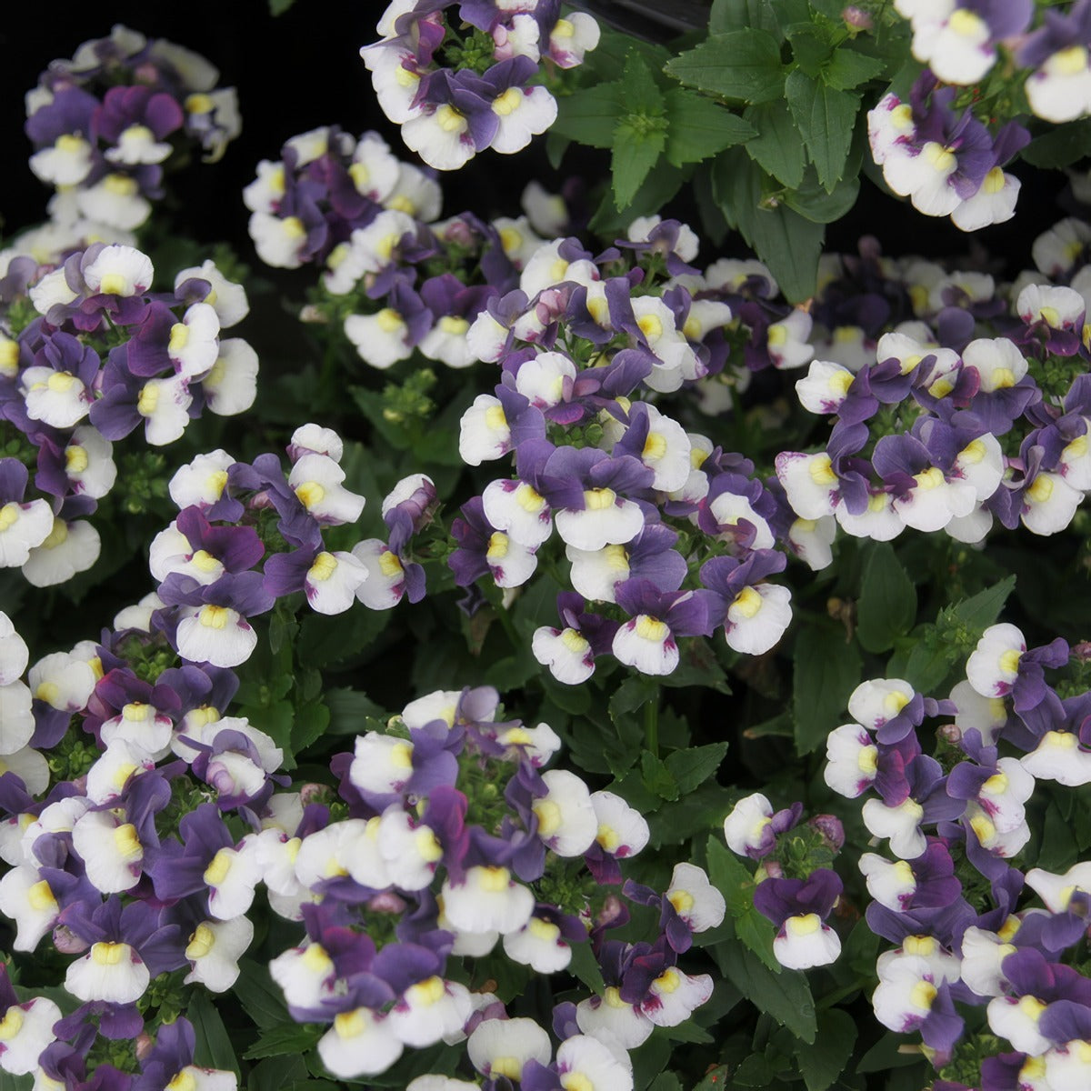 Nemesia Cherry Blue Pplnemcbl - Garden Express Australia
