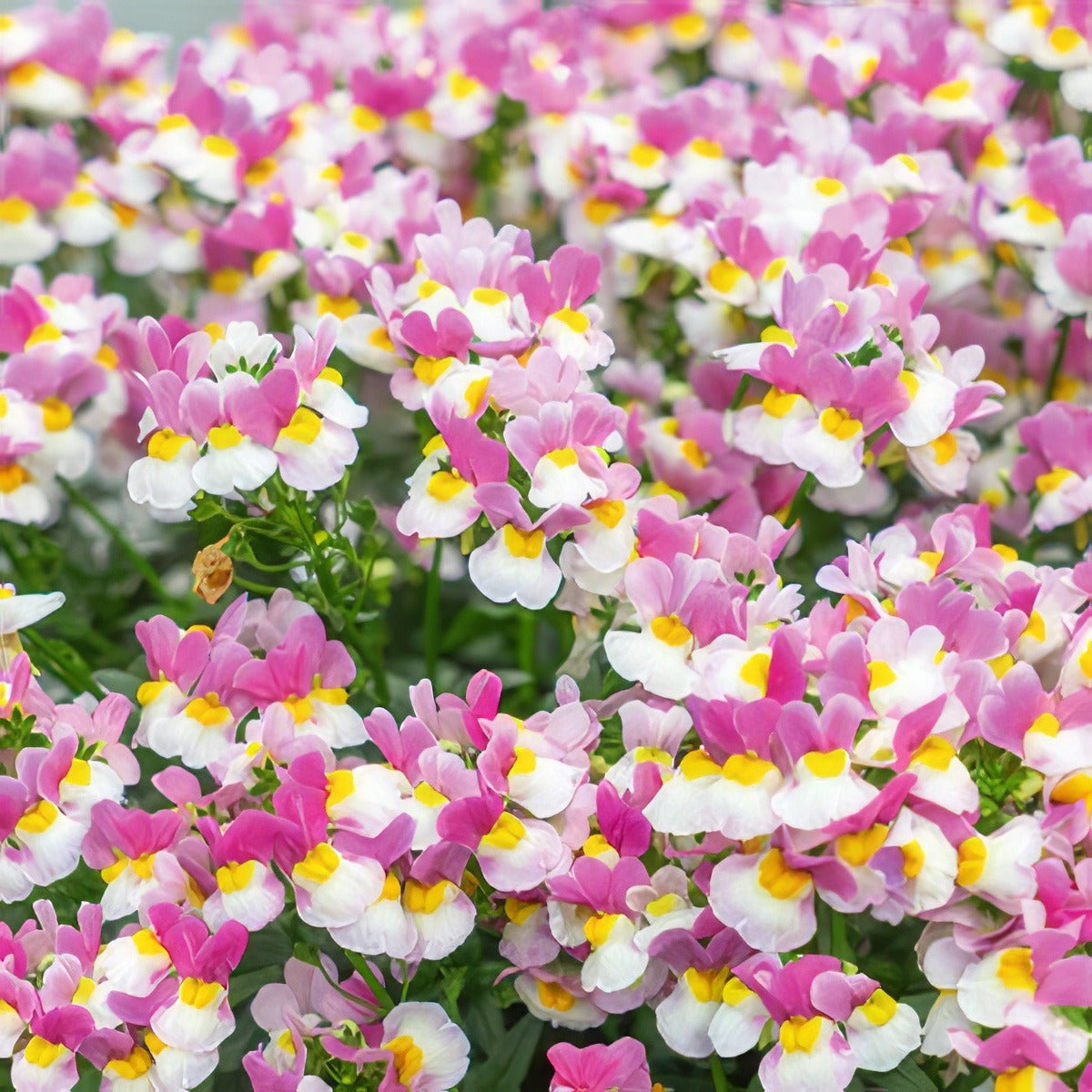 Escential Coconut Ice Pplnemcic 2020 - Garden Express Australia