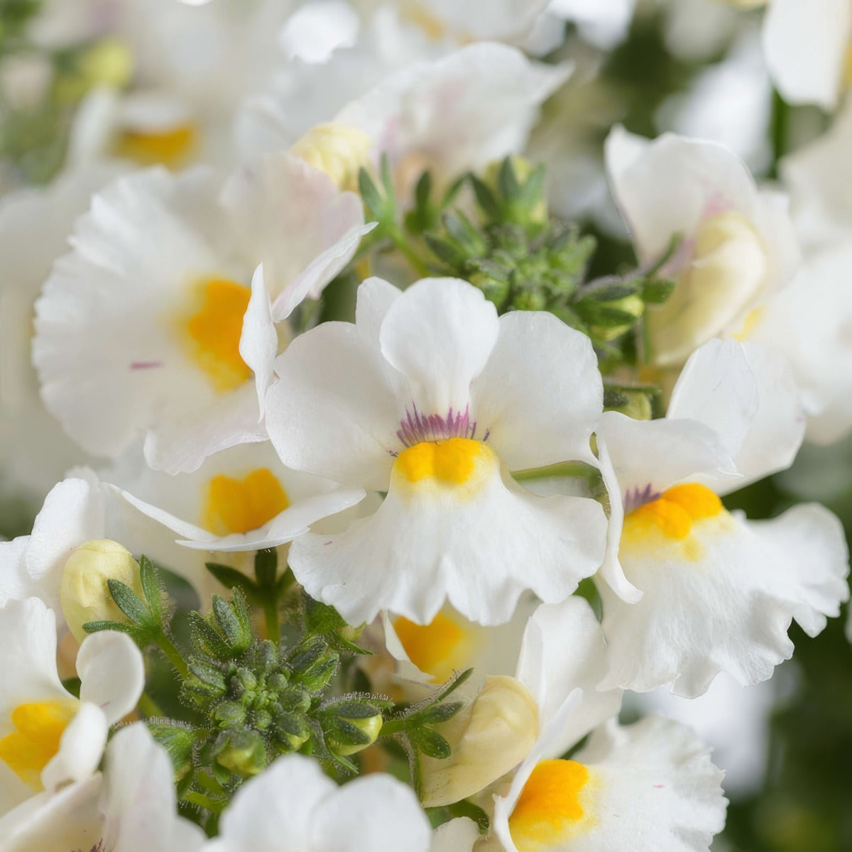 Nemesia Nesia Snow Angel - Garden Express Australia