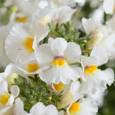 Nemesia Nesia Snow Angel - Garden Express Australia
