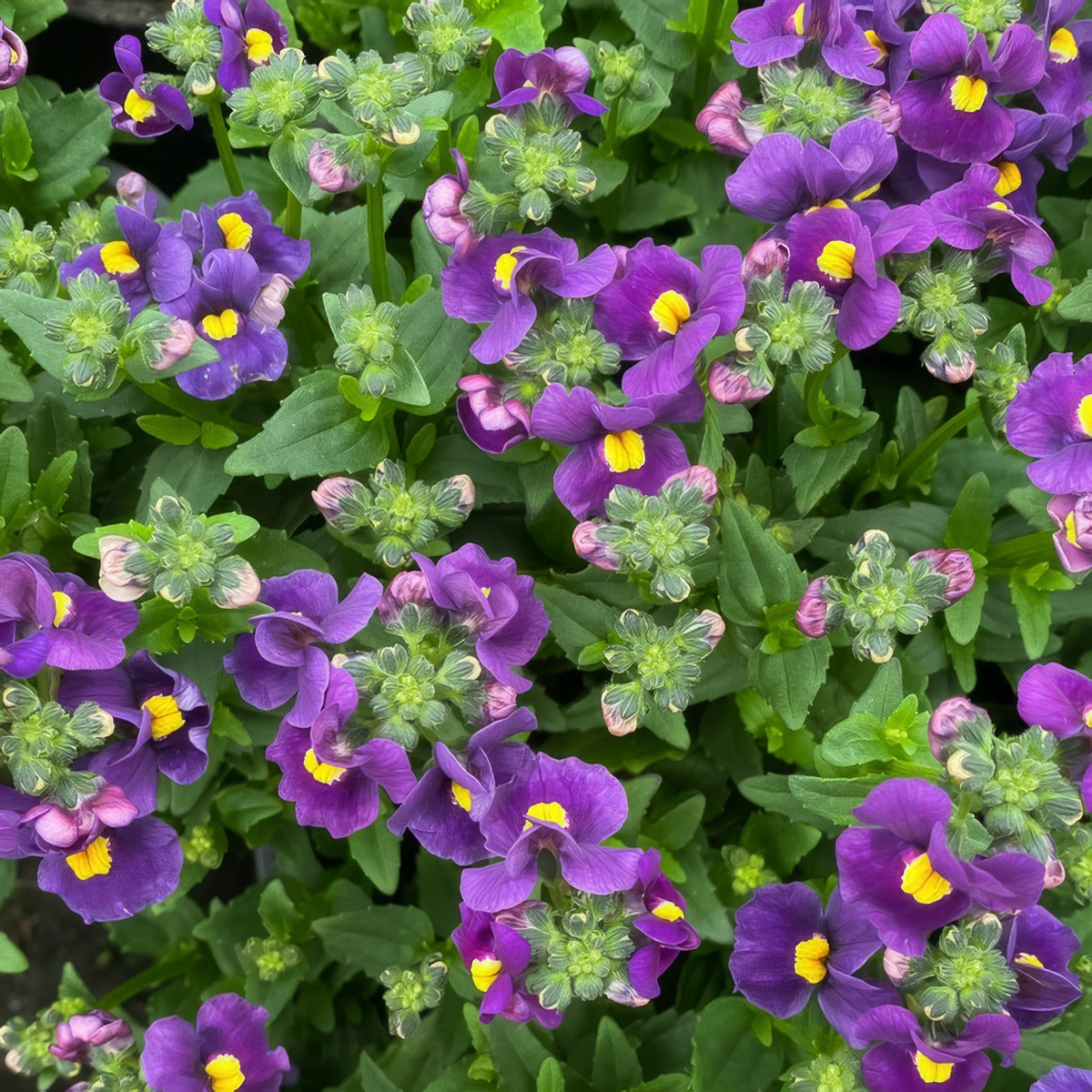 Nemesia Purple P68nempur - Garden Express Australia