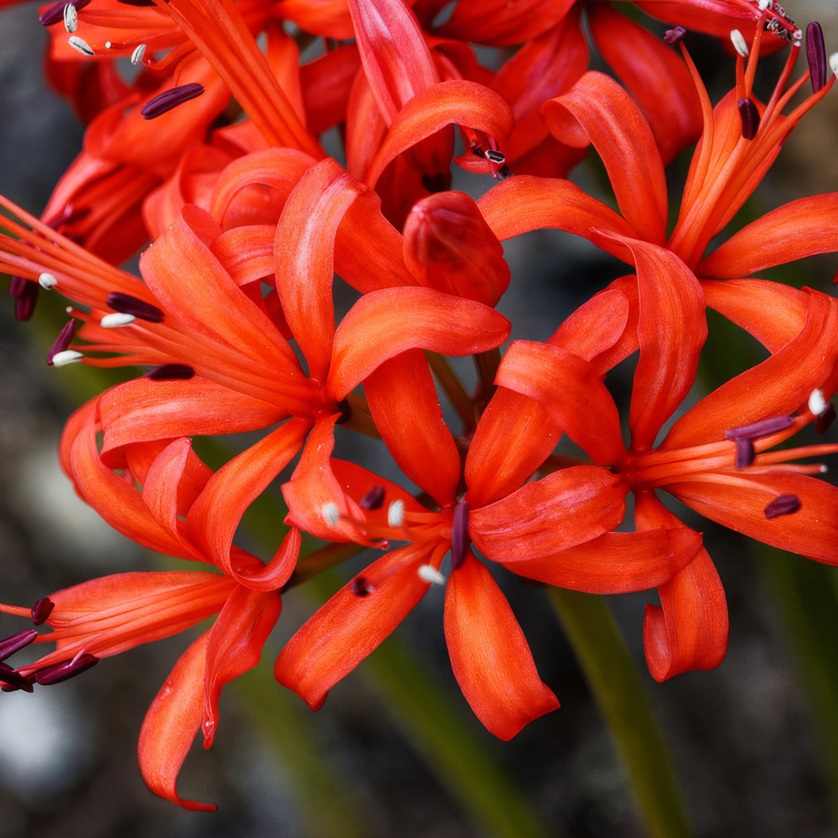 Nerine Fothergilli Minor Pknerfmi - Garden Express Australia