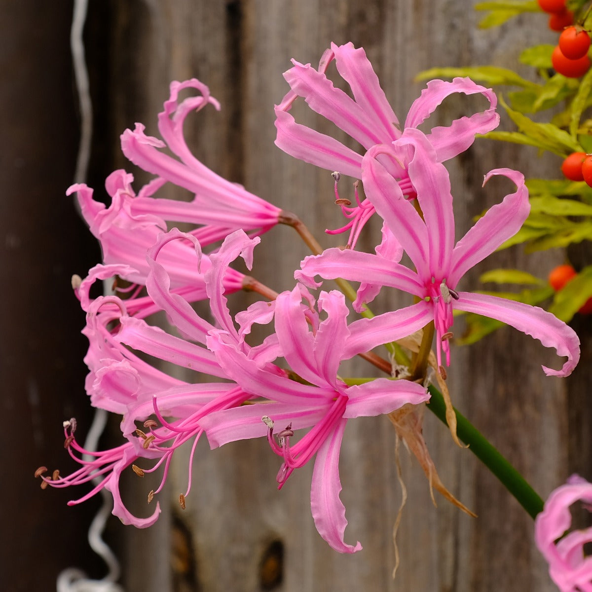 Nerine Pink Pknerpin 2025 - Garden Express Australia