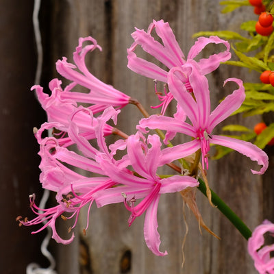 Nerine Pink Pknerpin 2025 - Garden Express Australia