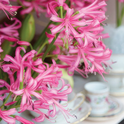 Nerine Pink Pknerpin - Garden Express Australia