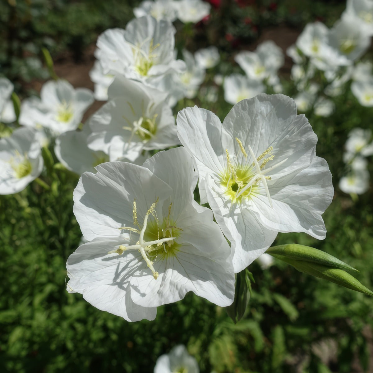 Oenothera White Evening Primrose - Garden Express Australia