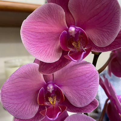 Orchid Phalaenopsis Single Stem Large Hot Pink P10ophshp 5 - Garden Express Australia