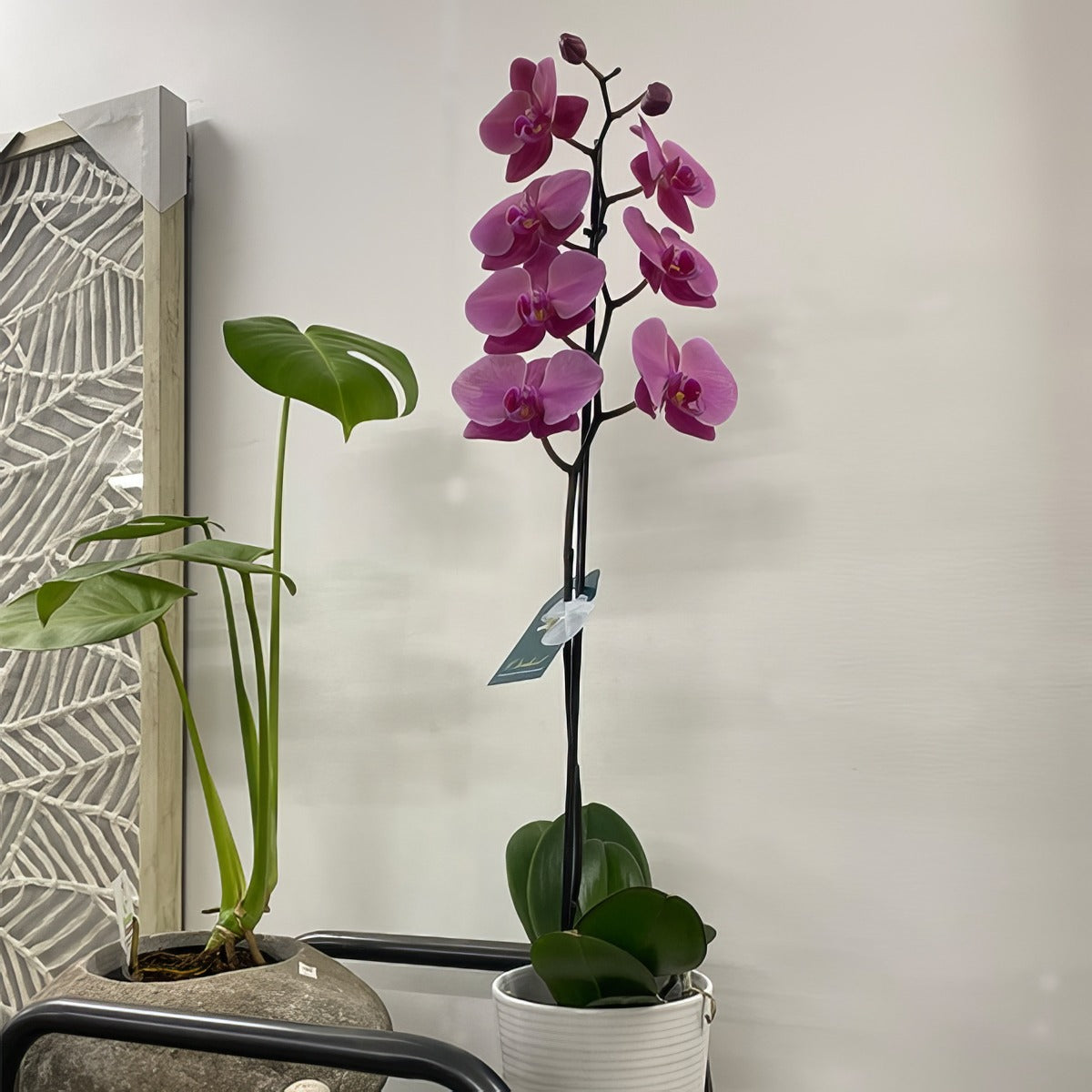 Orchid Phalaenopsis Single Stem Large Hot Pink P10ophshp 3 - Garden Express Australia