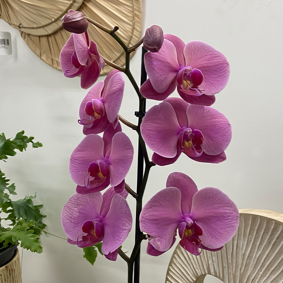 Orchid Phalaenopsis Single Stem Large Hot Pink P10ophshp 1 - Garden Express Australia