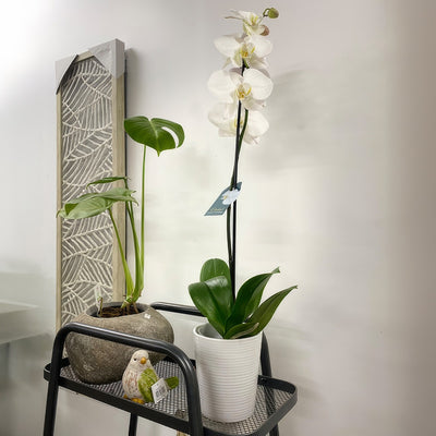 Orchid Phalaenopsis Single Stem White P85ophssw 5 - Garden Express Australia