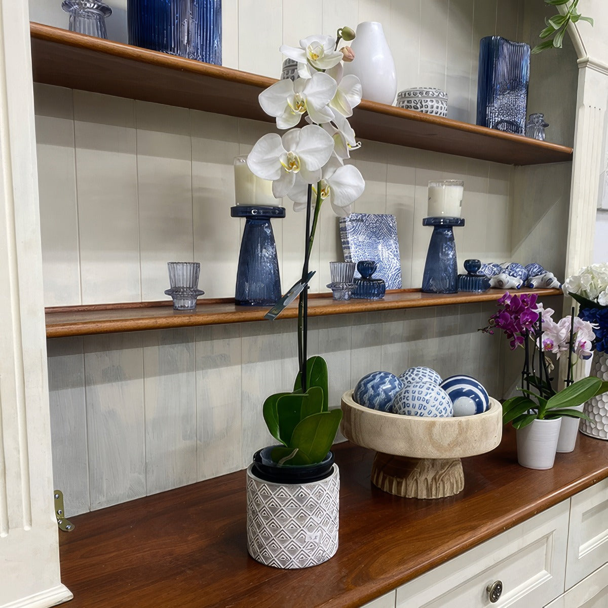 Orchid Phalaenopsis Single Stem White P85ophssw 4 - Garden Express Australia