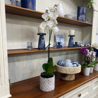 Orchid Phalaenopsis Single Stem White P85ophssw 4 - Garden Express Australia