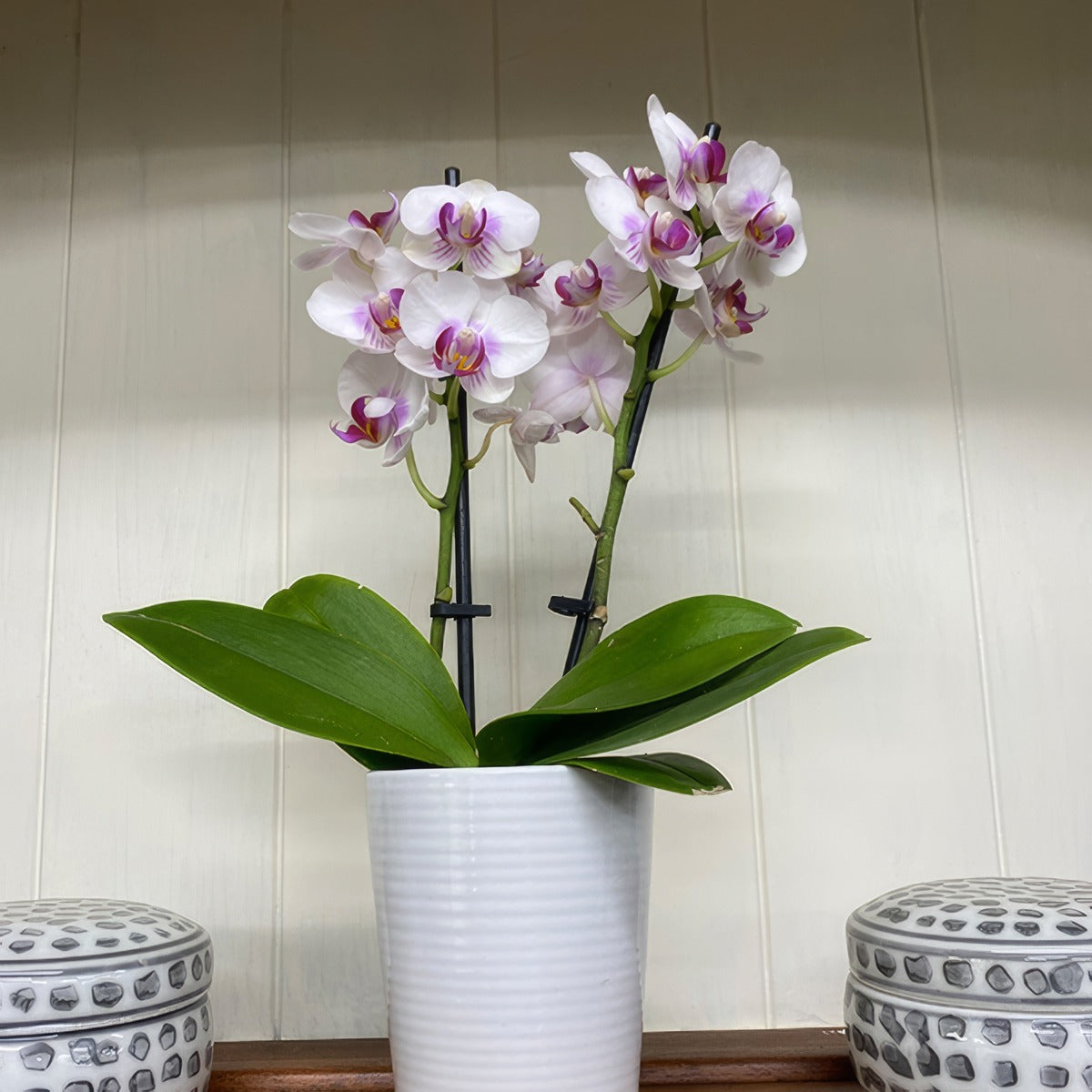 Orchid Phalaenopsis Double Stem White And Pink P85ophwhp 4 - Garden Express Australia