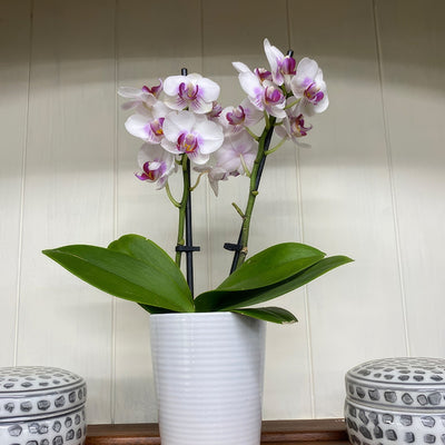 Orchid Phalaenopsis Double Stem White And Pink P85ophwhp 4 - Garden Express Australia