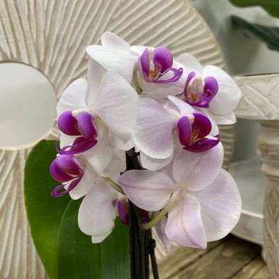 Orchid Phalaenopsis Double Stem White And Pink P85ophwhp 2 - Garden Express Australia