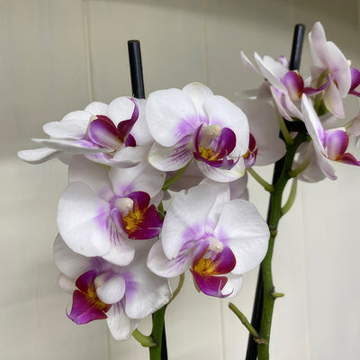 Orchid Phalaenopsis Double Stem White And Pink P85ophwhp 5 - Garden Express Australia