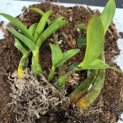 Sydney Rock Orchid Large 2 - Garden Express Australia