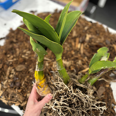 Sydney Rock Orchid Large - Garden Express Australia