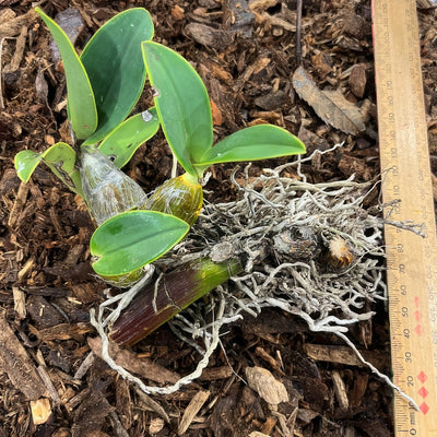 Sydney Rock Orchid Small - Garden Express Australia