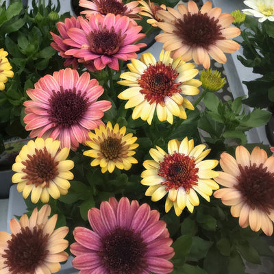 Osteospermum 3d Banana Shake P68ostbsh - Garden Express Australia