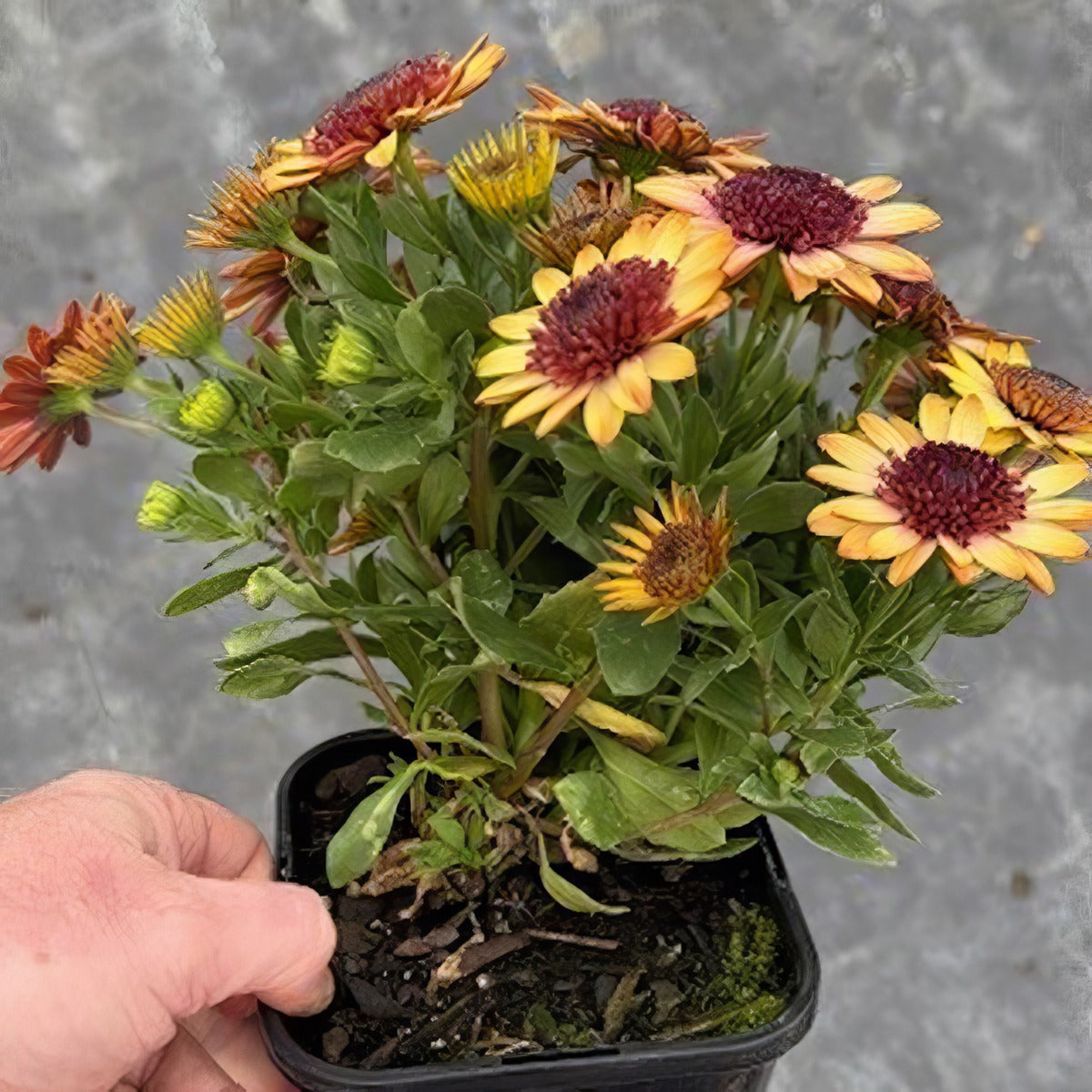 Osteospermum 3d Banana Shake - Garden Express Australia