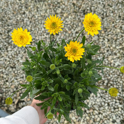 Osteospermum 3d Deep Sun - Garden Express Australia