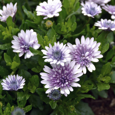Osteospermum 3d Steel Blue P14ostsbl - Garden Express Australia