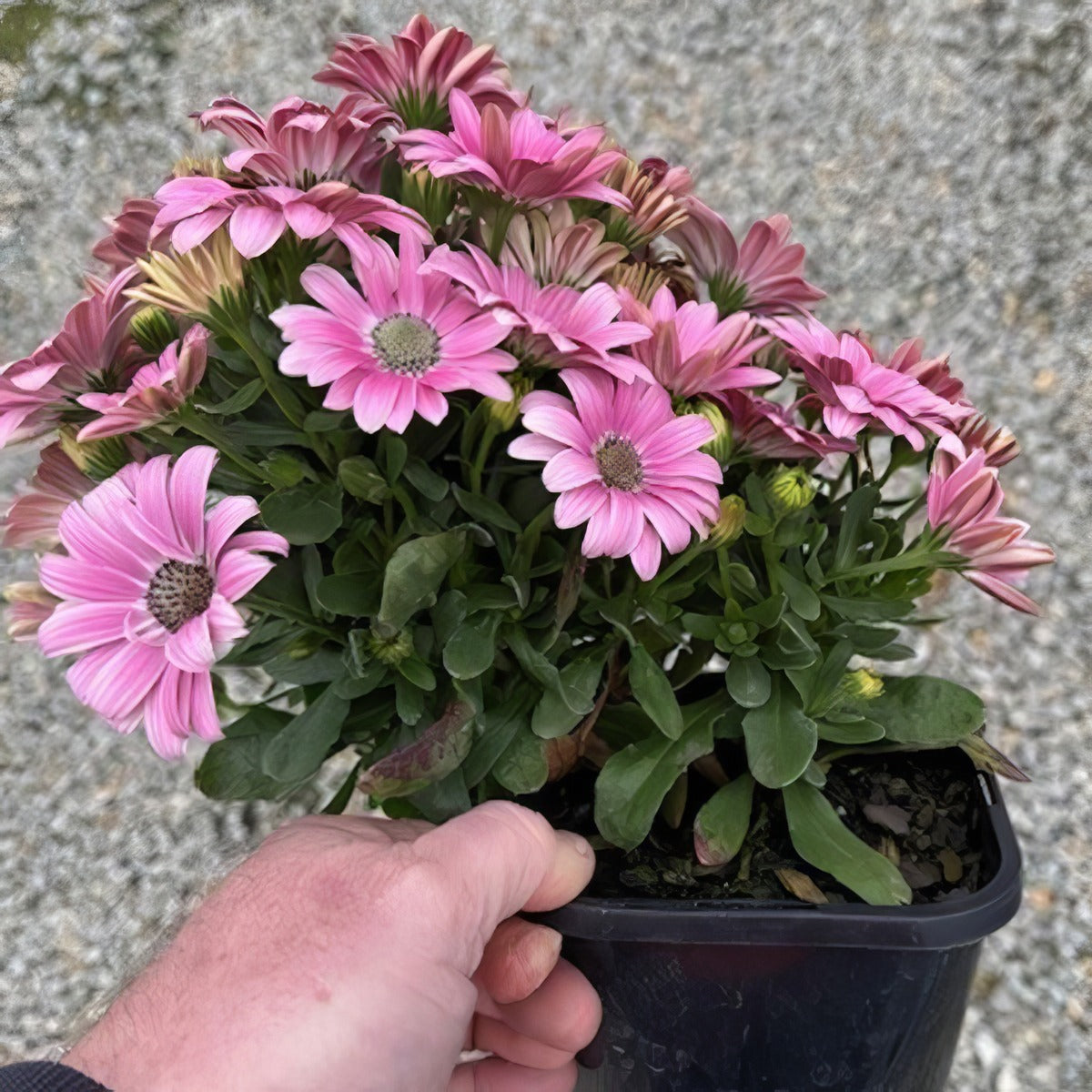 Osteospermum Sunny Galina - Garden Express Australia