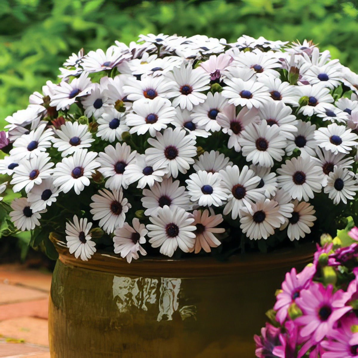 Osteospermum Akila White Pplostawh - Garden Express Australia