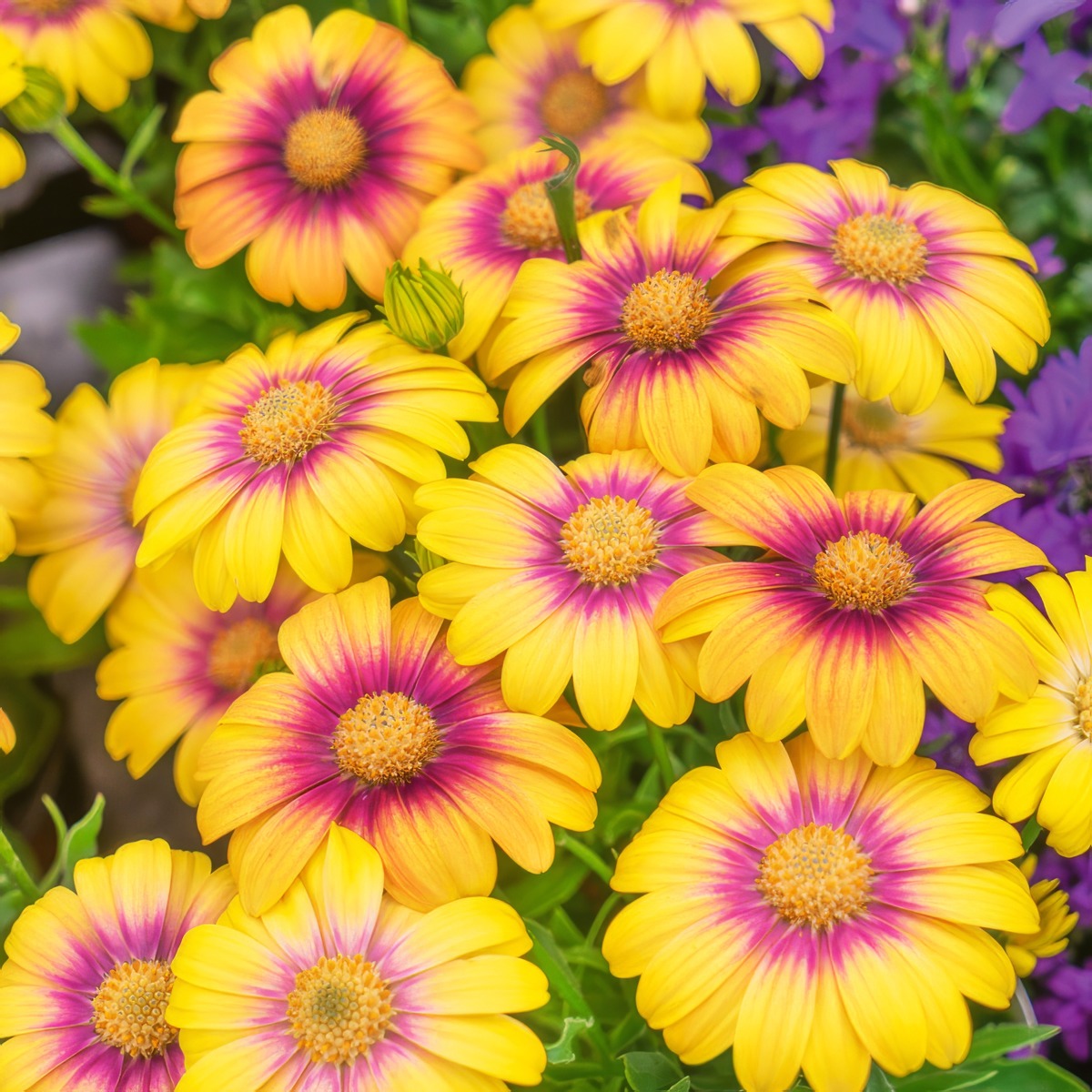 Osteospermum Serenity Blushing Beauty Pplostblb - Garden Express Australia