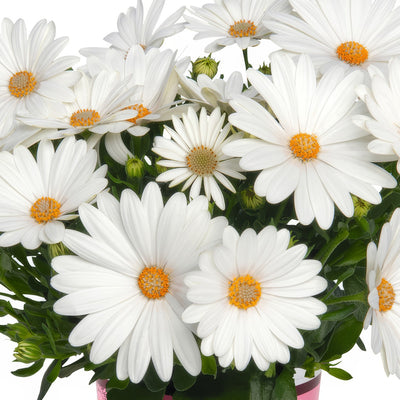Osteospermum Margarita Creme - Garden Express Australia