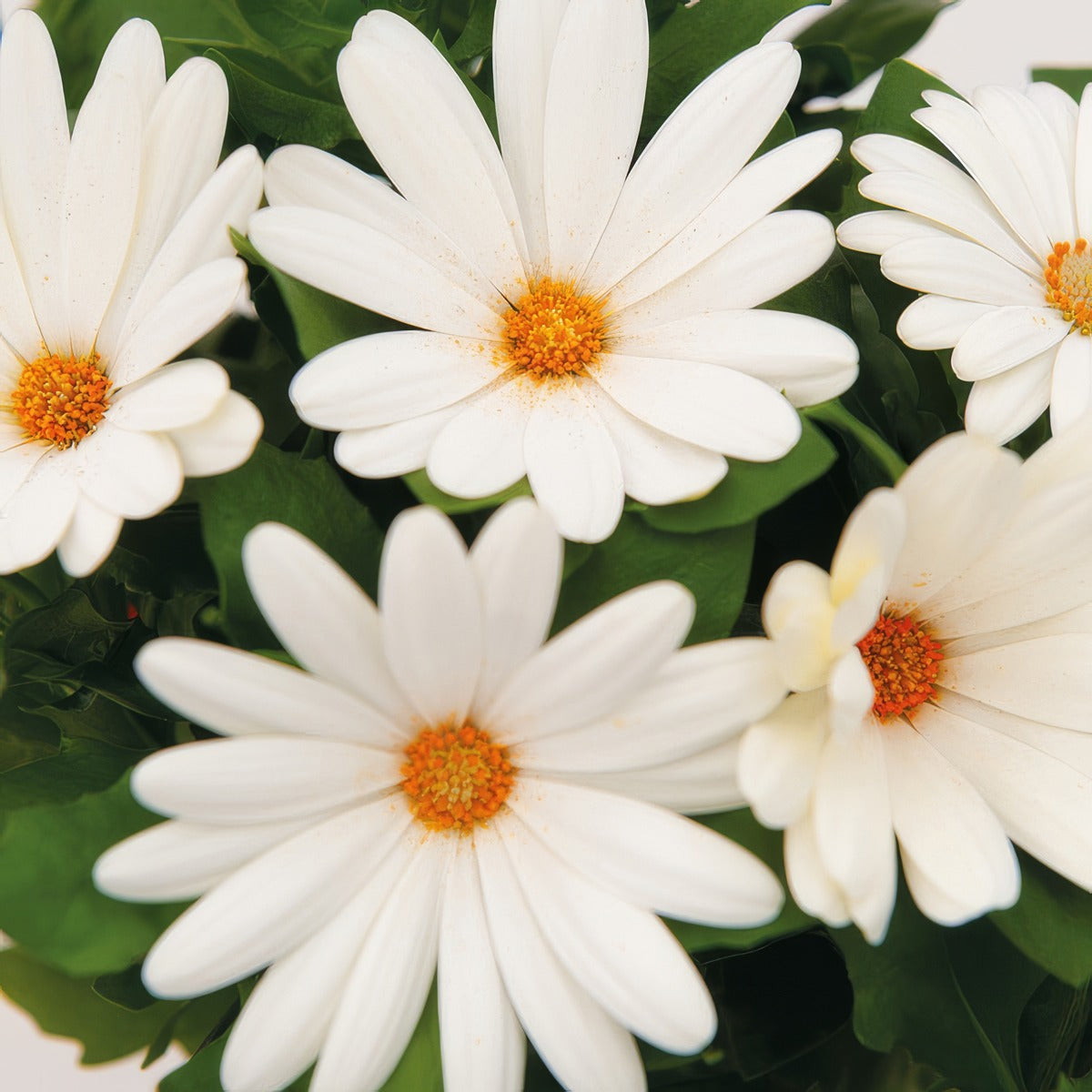 Osteospermum Margarita Creme P68ostmcr - Garden Express Australia