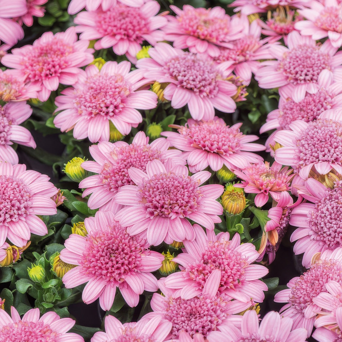 Osteospermum Margarita Double Pink P68ostmdp - Garden Express Australia
