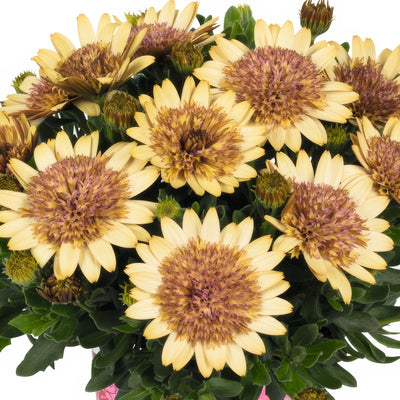 Osteospermum Margarita Double Yellow - Garden Express Australia
