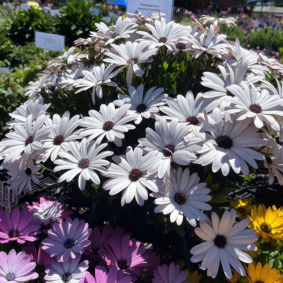 Agyranthemum Margarita Plus White P68ostmpw - Garden Express Australia