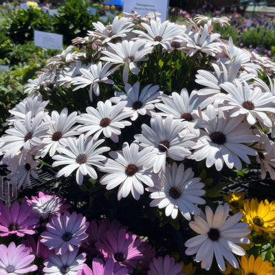 Agyranthemum Margarita Plus White P68ostmpw - Garden Express Australia