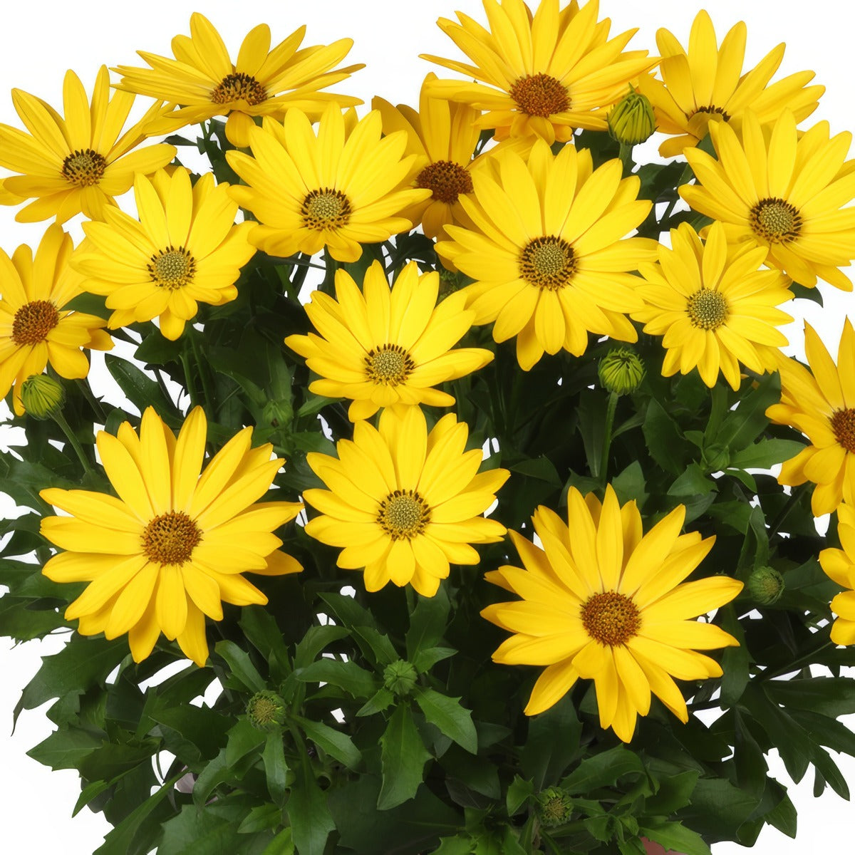 Osteospermum Margarita Plus Yellow - Garden Express Australia